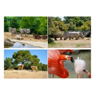 Sejour Zoo au choix 4 pers - 1 nuit